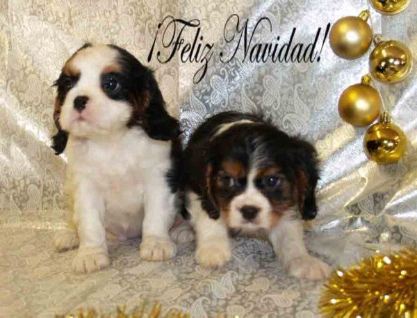 Extraordinarios cachorros de Cavalier