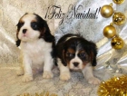 Extraordinarios cachorros de Cavalier - mejor precio | unprecio.es