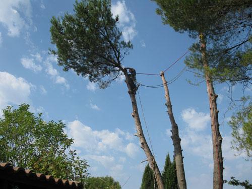 Limpieza de terrenos y parcelas,tala de pinos,tala y poda de pino,tala en altura