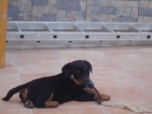 ULTIMAS CACHORRAS DE ROTTWAILER‏ - mejor precio | unprecio.es