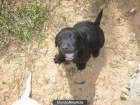 vendo preciosa camada de labradores puros - mejor precio | unprecio.es