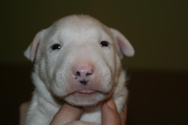 VENTA DE CAMADA DE BULL TERRIER