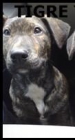 ADOPTA A TIGRE - mejor precio | unprecio.es