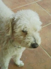 BUSCO A MI PERRO ROBY - mejor precio | unprecio.es