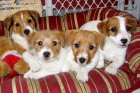 Cachorros de Jack Russell Terrier vizcaya - mejor precio | unprecio.es