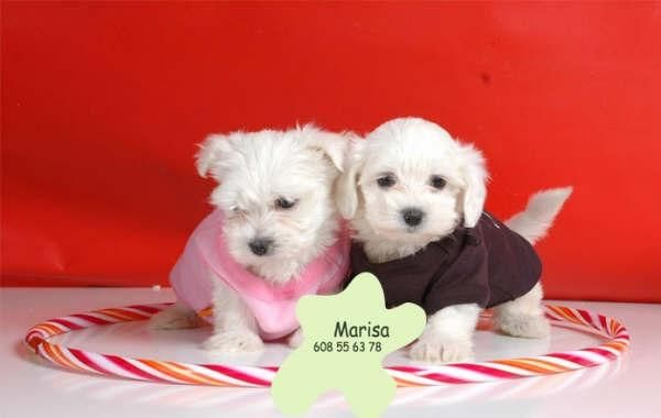 Camada de Bichon maltes ¡garantia veterinaria!