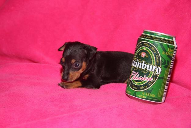 CAMADA DE MINI PINSCHER