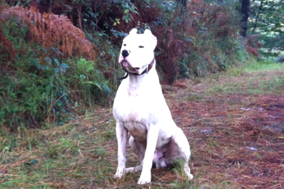 Dogo argentino para monta