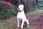 Dogo argentino para monta - mejor precio | unprecio.es