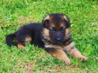 impresionantes cachorros pastor aleman padres CEPPA - mejor precio | unprecio.es