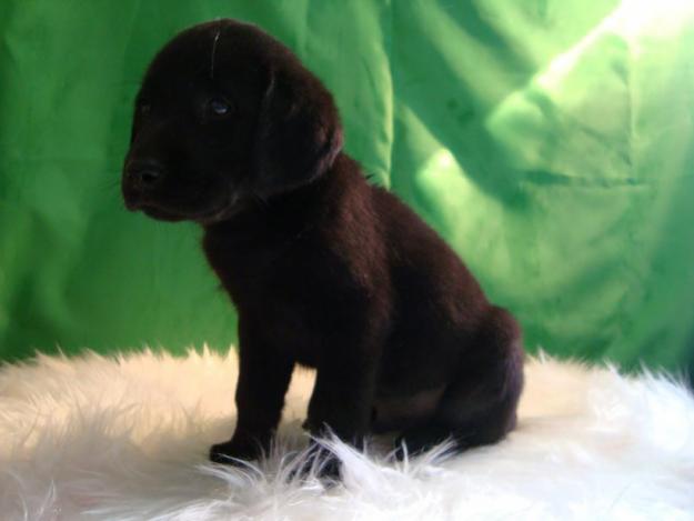 Labrador cachorros color chocolate y negro