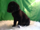 Labrador cachorros color chocolate y negro - mejor precio | unprecio.es