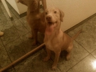 LABRADOR MEZCLADO CON PODENCO - mejor precio | unprecio.es