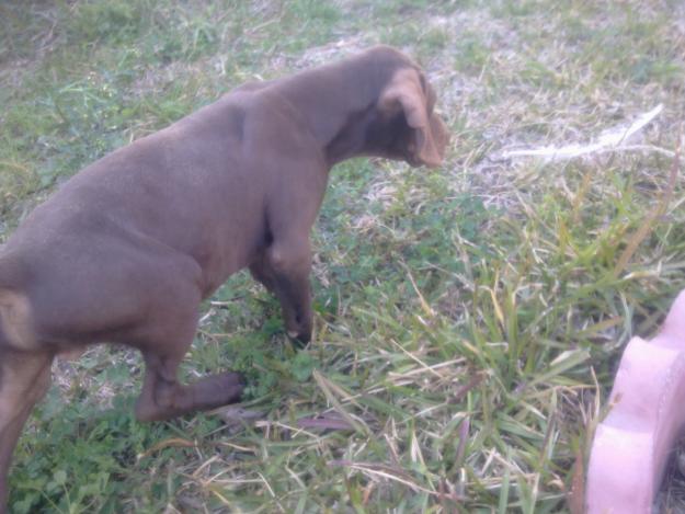 Venta de cachorro de braco alemán iniciado en cacería