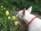 afectuoso Bull Terrier disponible con todos los papeles - mejor precio | unprecio.es