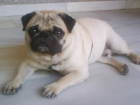 CARLINO BUSCA NOVIA - mejor precio | unprecio.es