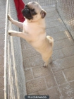 carlino de 6 meses macho - mejor precio | unprecio.es