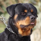 EXCELENTE CAMADA ROTTWEILER - mejor precio | unprecio.es