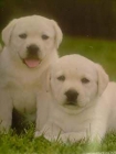 No lo pienses mas pon un LABRADOR CON PEDIGREE en tu vida 360 EUROS - mejor precio | unprecio.es