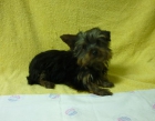 Precioso macho de yorkshire - mejor precio | unprecio.es