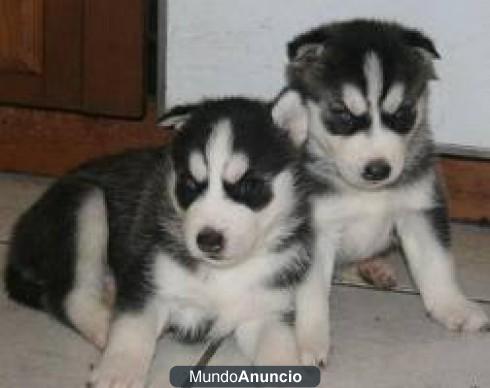 Regalo cachorros siberian husky