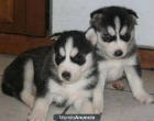 Regalo cachorros siberian husky - mejor precio | unprecio.es