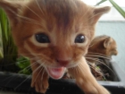ABISINIO Gato muy activo, extrovertido - mejor precio | unprecio.es