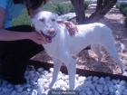 CACHORRITA  11 MESES BUSCA FAMILIA - mejor precio | unprecio.es