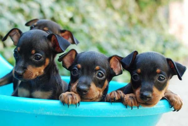 Cachorritos de Mini Pincher, ¡Garantía y seriedad