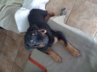 CACHORRO ROTTWEILER - mejor precio | unprecio.es