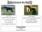 Cachorros Dobermann - mejor precio | unprecio.es