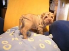 Camada de Shar pei - mejor precio | unprecio.es