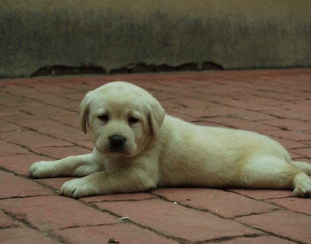 camadas de labrador retriever negros y crema de pura raza, Nacionales