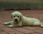 camadas de labrador retriever negros y crema de pura raza, Nacionales - mejor precio | unprecio.es