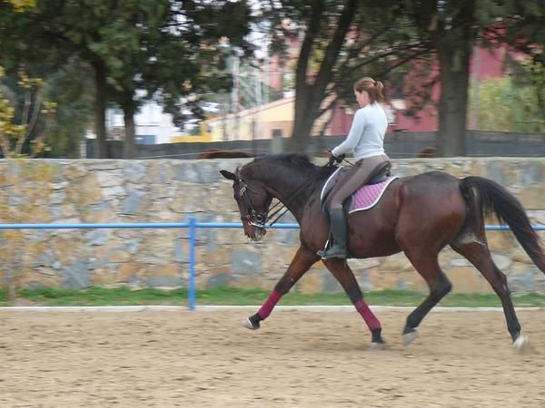 centro deportivo y medicina alternativa equina da vinci