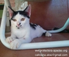 Elia una gatita bicolor muy original en adopción - mejor precio | unprecio.es