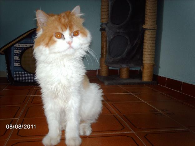 gato persa para monta