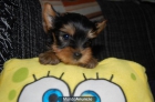 OCASION YORKSHIRES PEDIGREE NACIONAL - mejor precio | unprecio.es