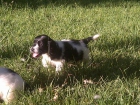 Vendo cachorros de Cocker Spaniel Ingles Particolores Blancos y negros - mejor precio | unprecio.es