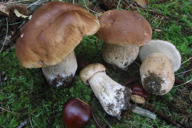 Venta de Boletus edulis, pinicola...