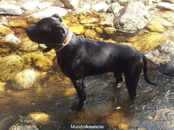 ALANO ESPAÑOL MACHO, PARA MONTAS