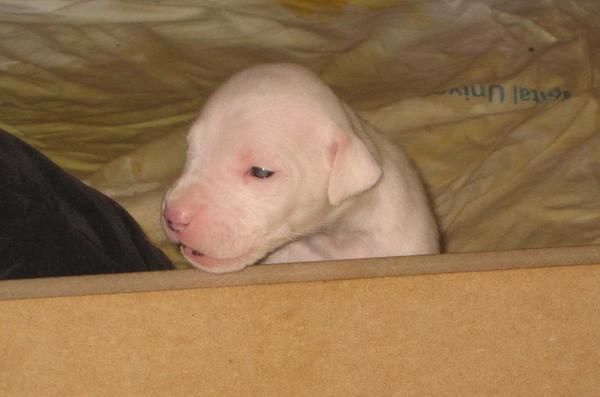 cachorros de dogo argentino