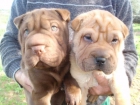 CAMADA SHAR-PEIS AMERICANOS 300E TRANSPORTES INCLUIDOS - mejor precio | unprecio.es