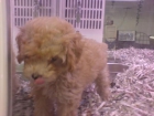 CANICHE, perros, cachorros, criadero, venta. Activo, deportista y alegre, este perro es un extravertido vivaz que enca - mejor precio | unprecio.es