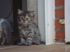 EXCELENTES GATITOS PERSAS - mejor precio | unprecio.es