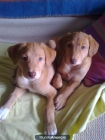 Luna y Dama, dos cachorras en adopción 2 meses - mejor precio | unprecio.es
