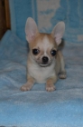 Preciosos Chihuahuas - mejor precio | unprecio.es