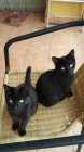 Regalo dos gatitas negras de 2 meses muy mansas - mejor precio | unprecio.es