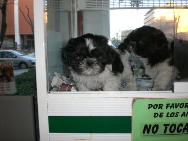 Shih tzus macho y hembra 360 euros