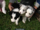 VENDO CACHORROS BORDER COLLIE - mejor precio | unprecio.es